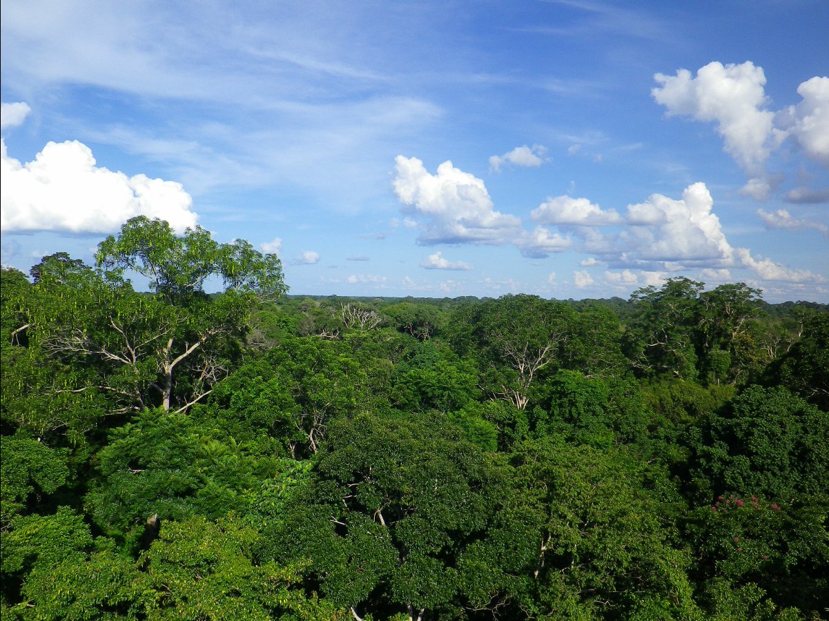 Canopy Tower05